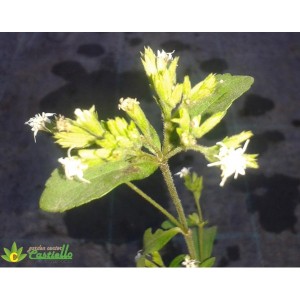 stevia fiore