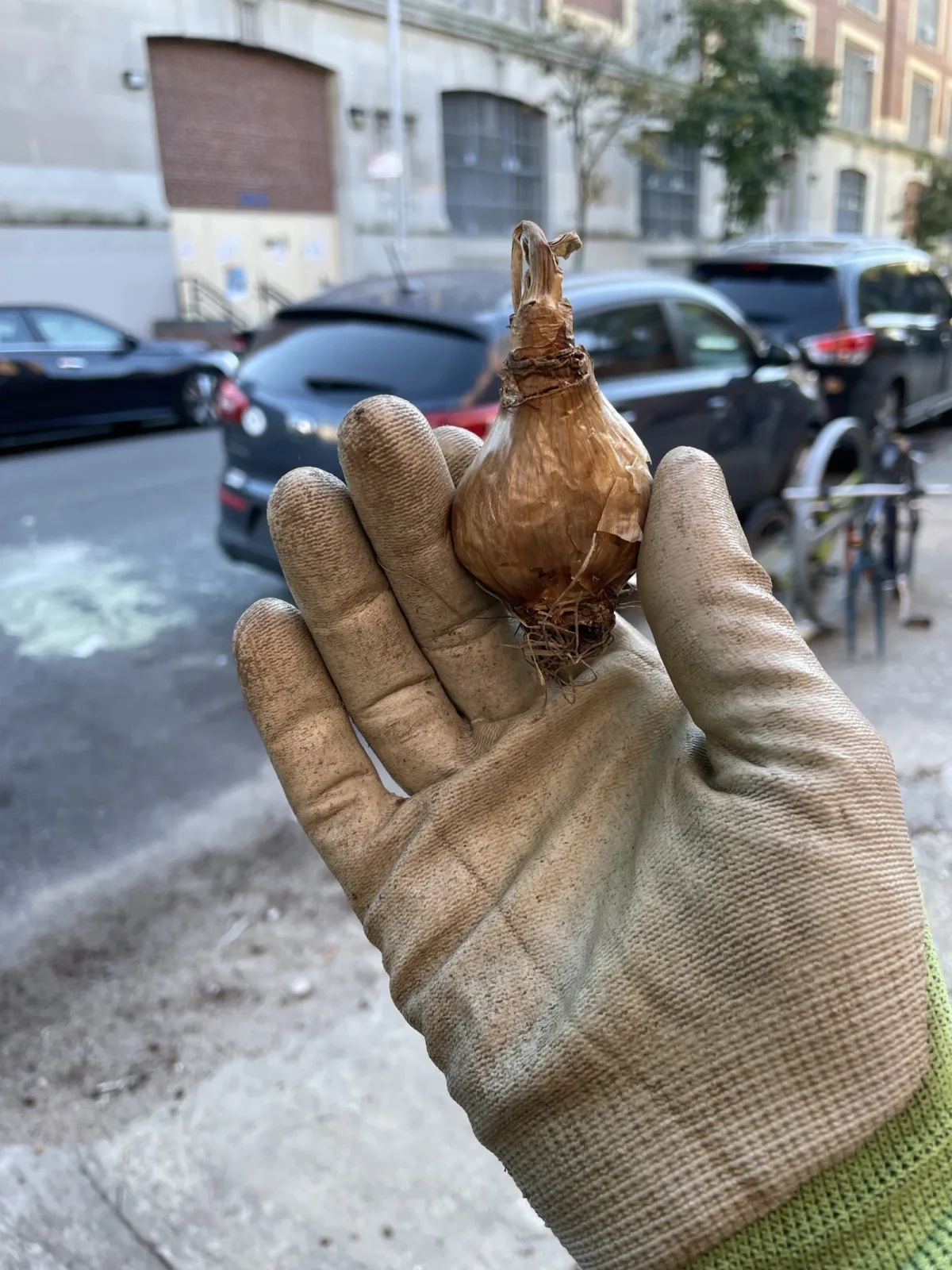 Bulbi da piantare in autunno: prima della profondità controlla quanto drena davvero il terreno