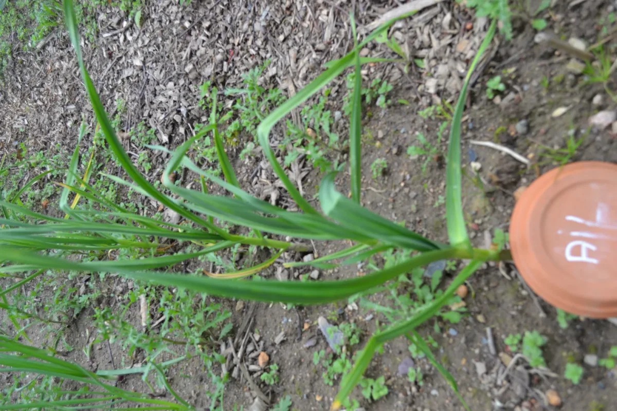 Aglio da piantare in autunno: il controllo sul terreno che viene prima della distanza tra gli spicchi