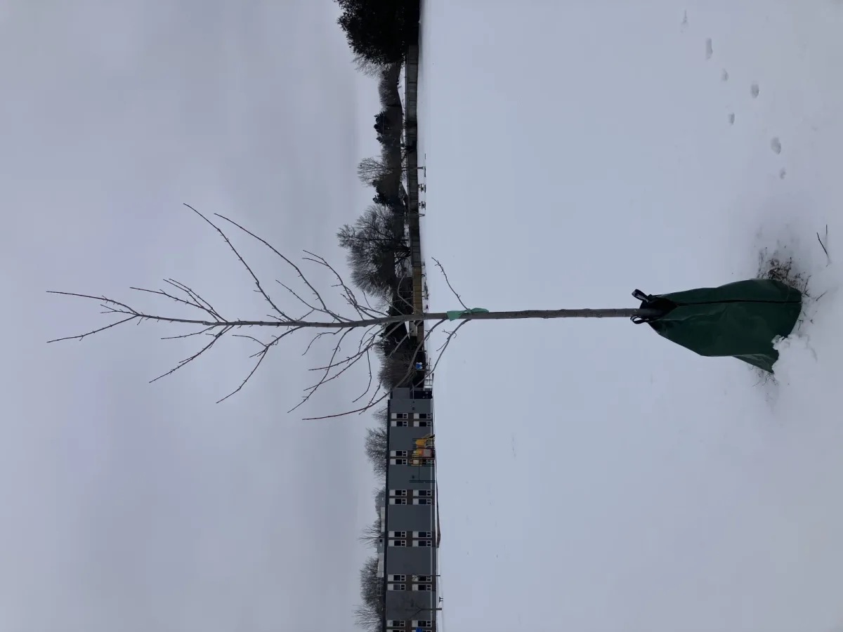 Albero giovane appena piantato: perché il primo autunno conta più della concimazione