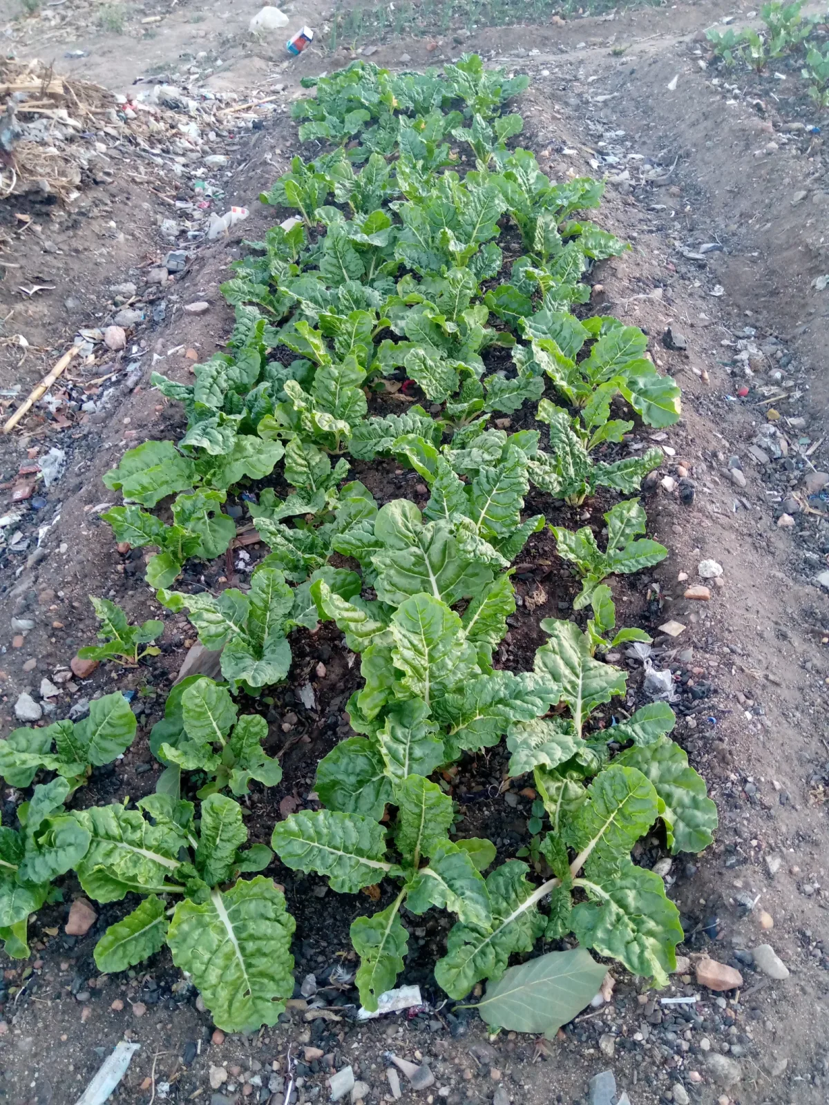 Spinaci autunnali: il problema non è il freddo ma il terreno che resta zuppo