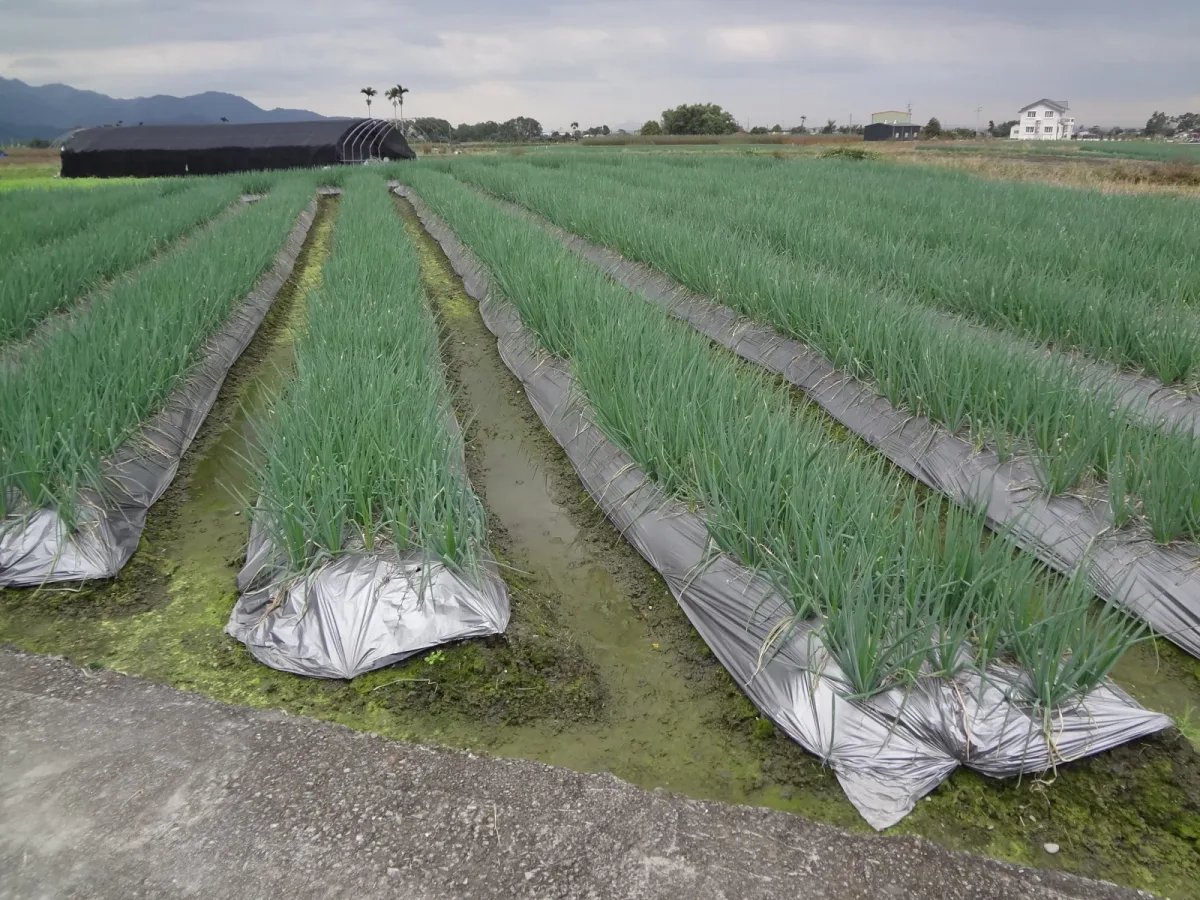 Cipolle da trapiantare in autunno: perché la struttura del terreno conta prima della distanza tra le file