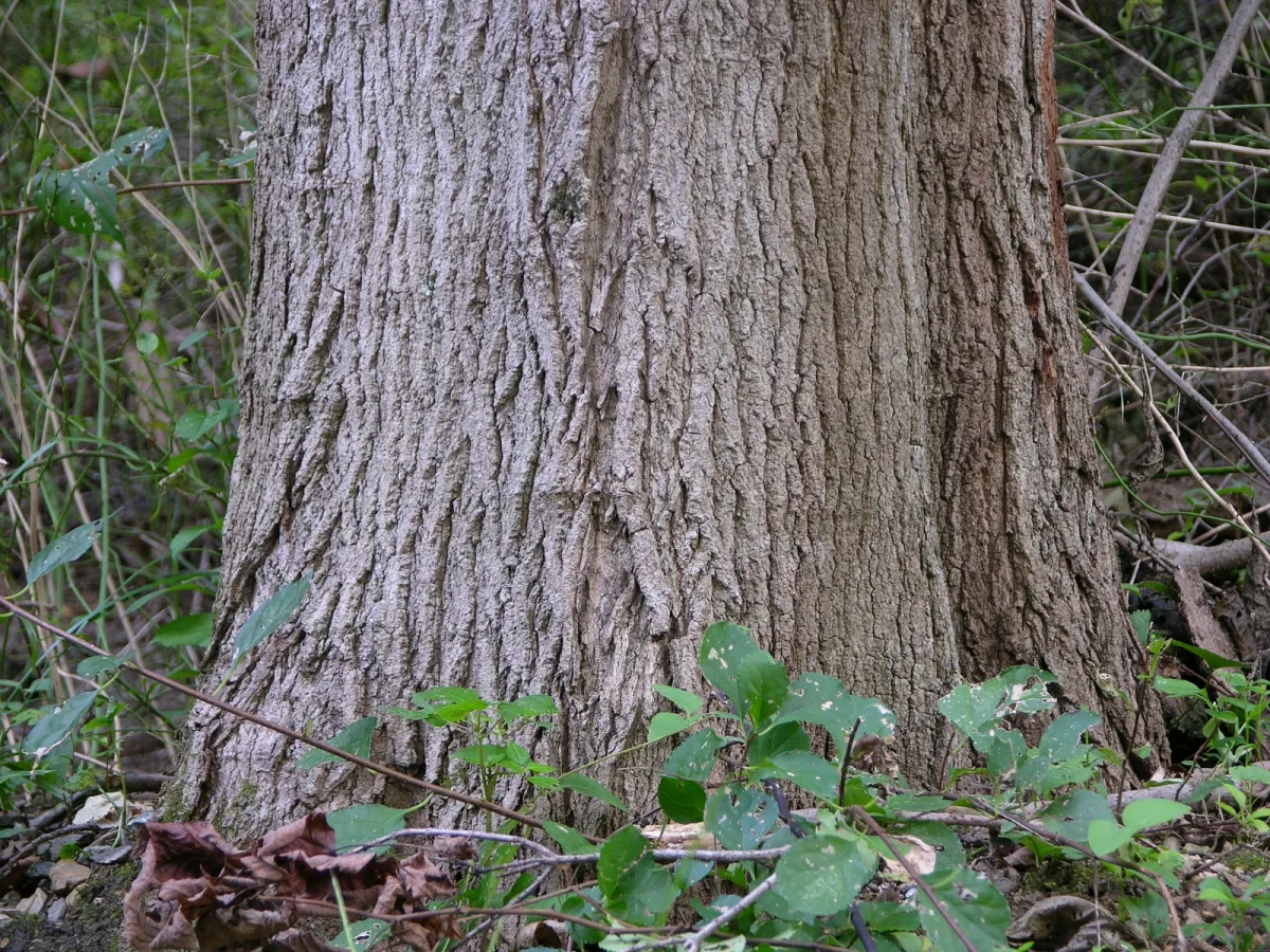 Albero giovane con colletto troppo interrato: il dettaglio da controllare prima delle piogge autunnali