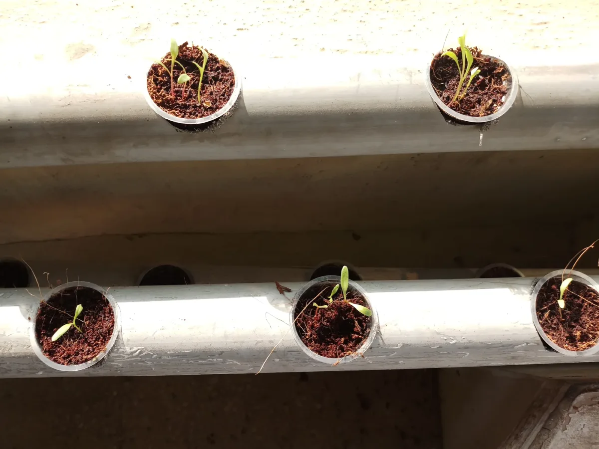 Spinaci autunnali con superficie asciutta ma terreno ancora fresco sotto: come evitare irrigazioni automatiche