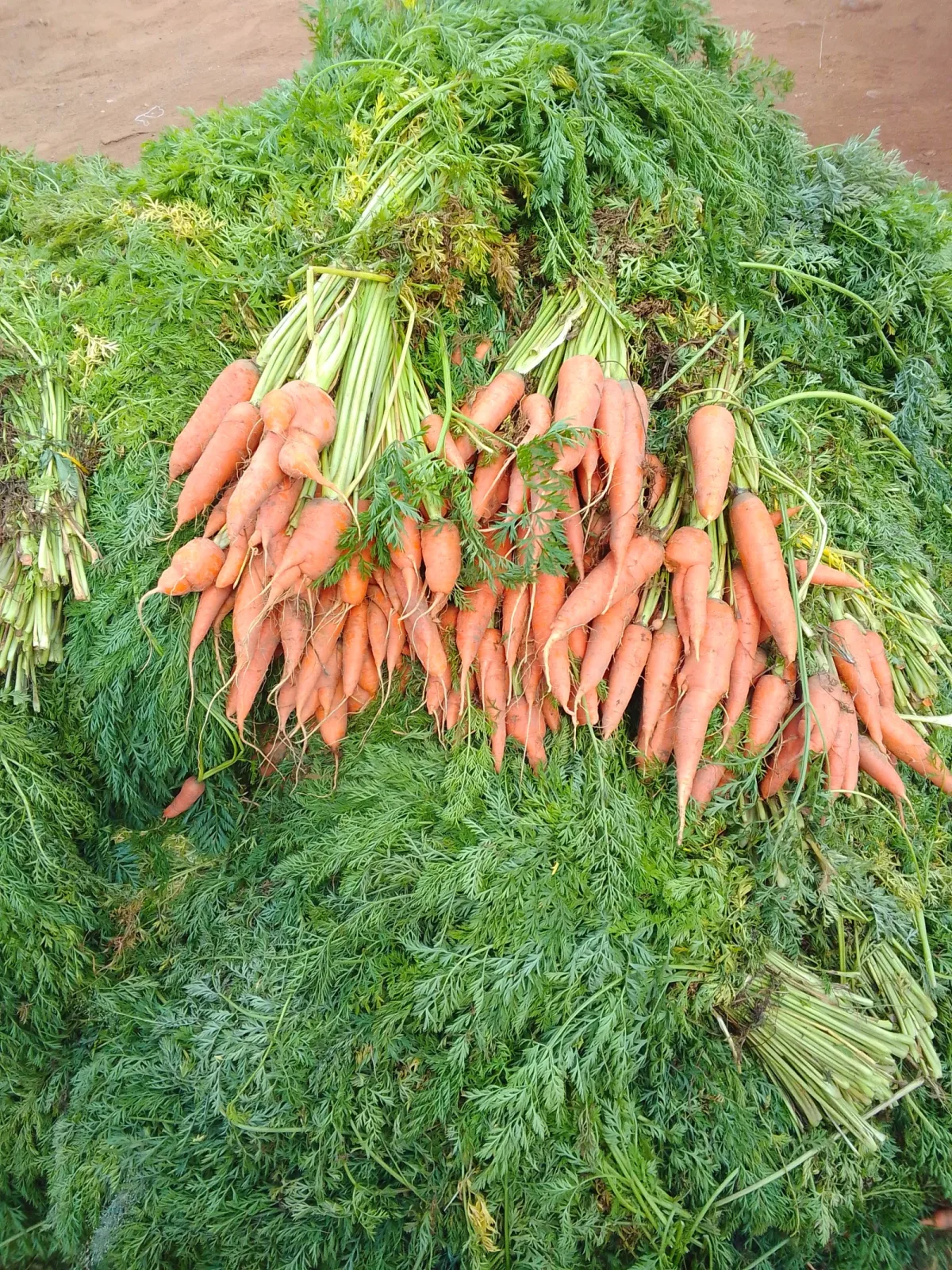Carote ancora nell’orto a fine settembre: quando il rischio di ristagno cambia la scelta tra lasciarle nel terreno e conservarle