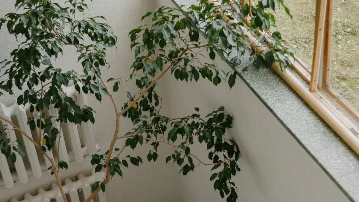 Ficus benjamin che perde le foglie in casa: perché succede e quando preoccuparsi