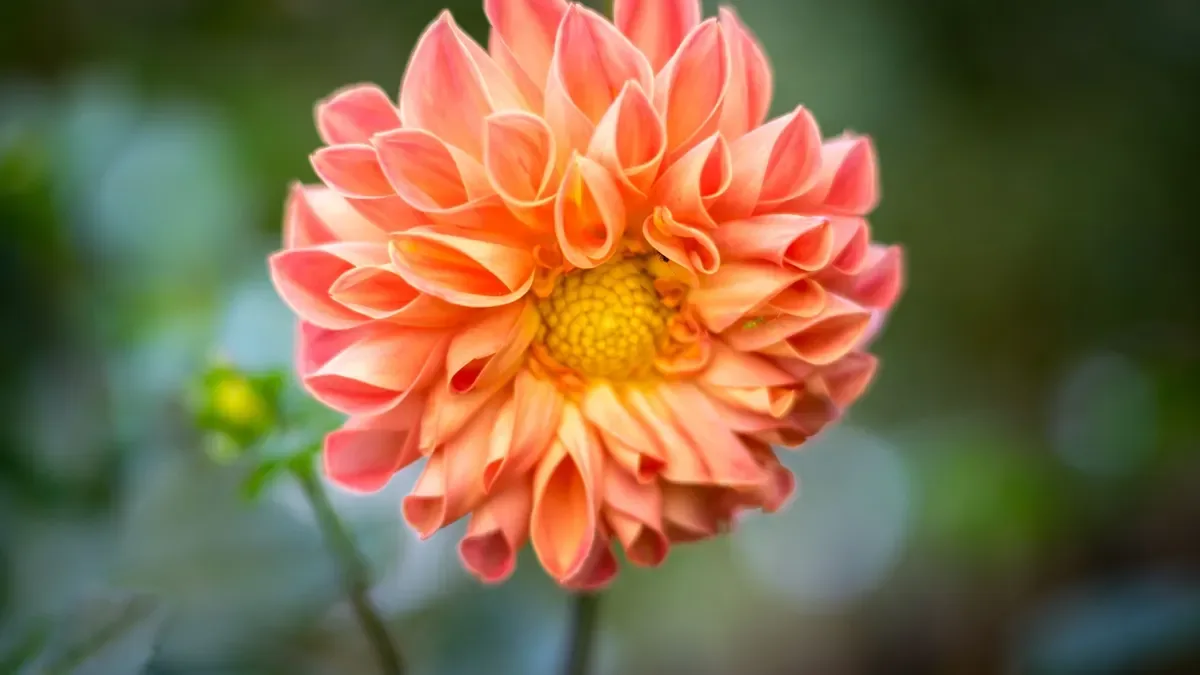 Dalie a ottobre, non fare questo errore: ecco come proteggere i fiori prima del freddo