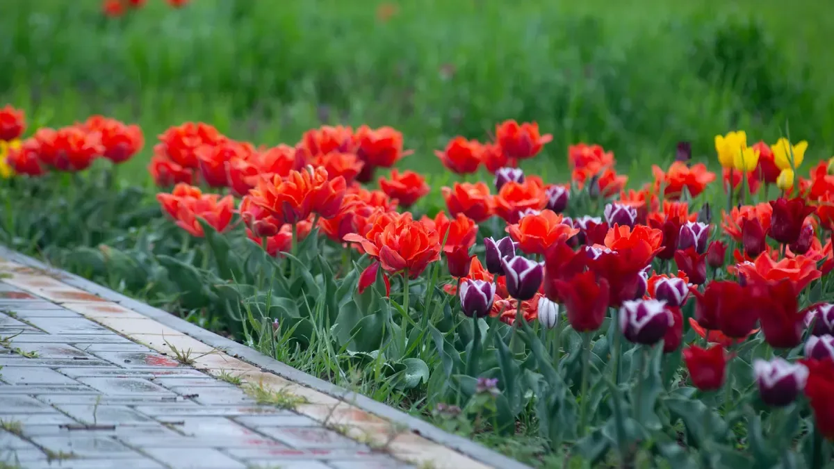 Tulipani in vaso a ottobre: piantare subito i bulbi o aspettare che faccia più freddo?