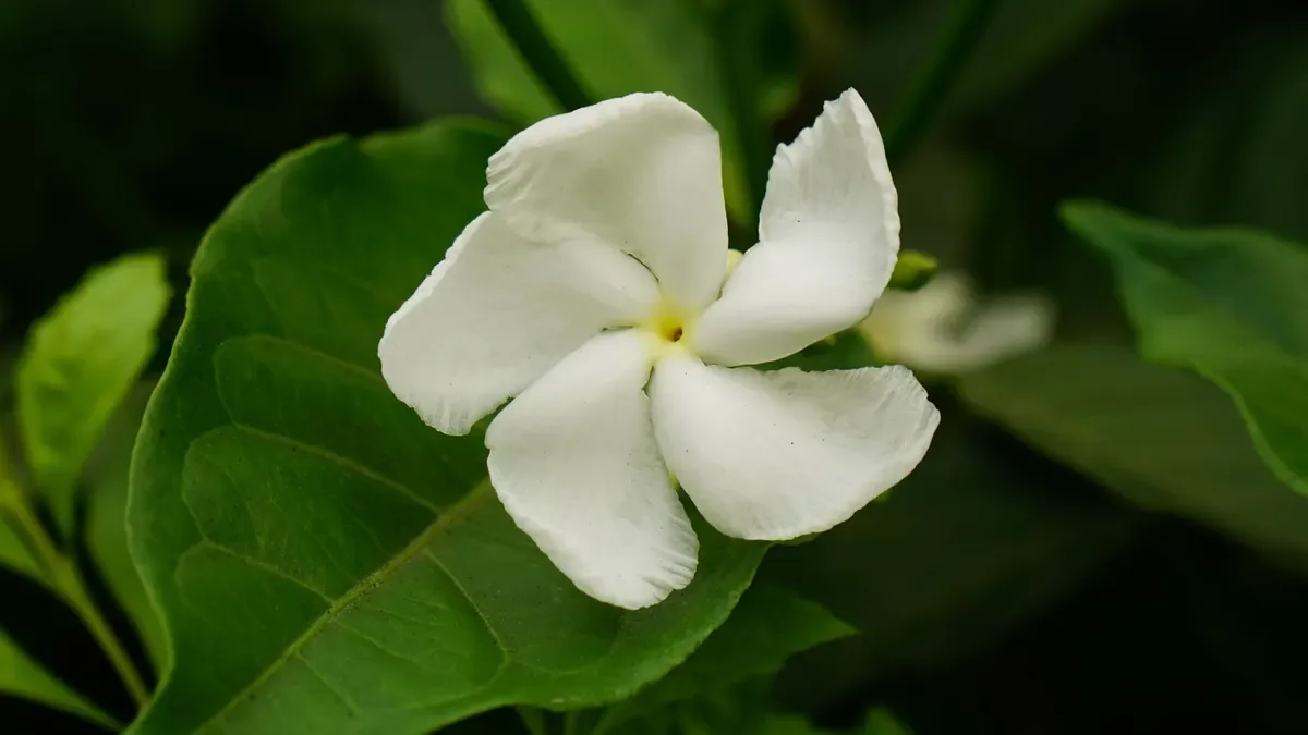 Gardenia con boccioli che cadono: ecco cosa può provocare il problema