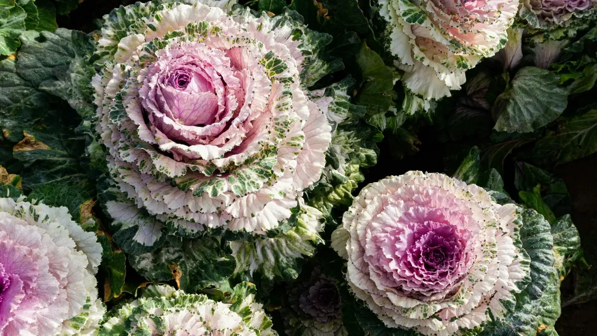 Cavolo ornamentale, mettilo sul balcone adesso: ecco come mantenerlo colorato