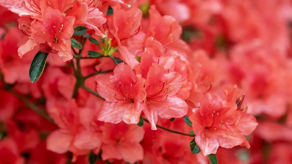 Azalea con boccioli già formati: quando lasciarla fuori e quando proteggerla