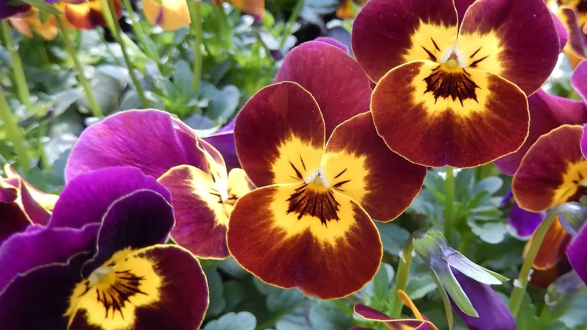 Viole del pensiero, piantale a ottobre: ecco come ottenere un balcone pieno di fiori