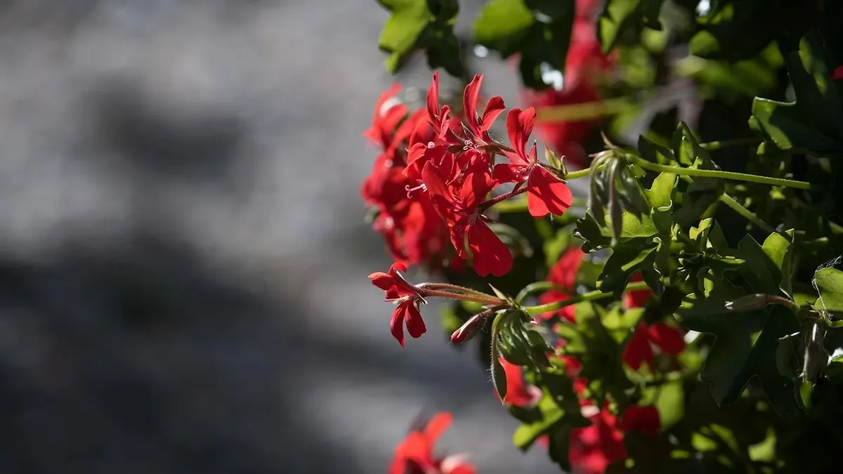 Gerani ancora fioriti in autunno: tagliarli prima del freddo o aspettare?