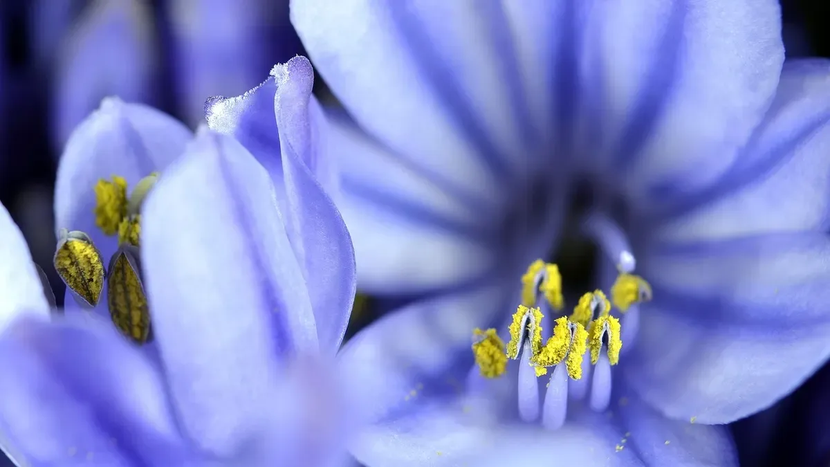 Quando piantare i giacinti in vaso? Ecco il periodo giusto per la fioritura primaverile