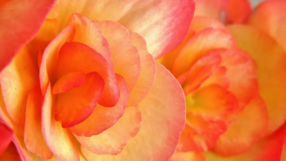 La begonia può sopravvivere all'inverno? Ecco quali varietà resistono meglio