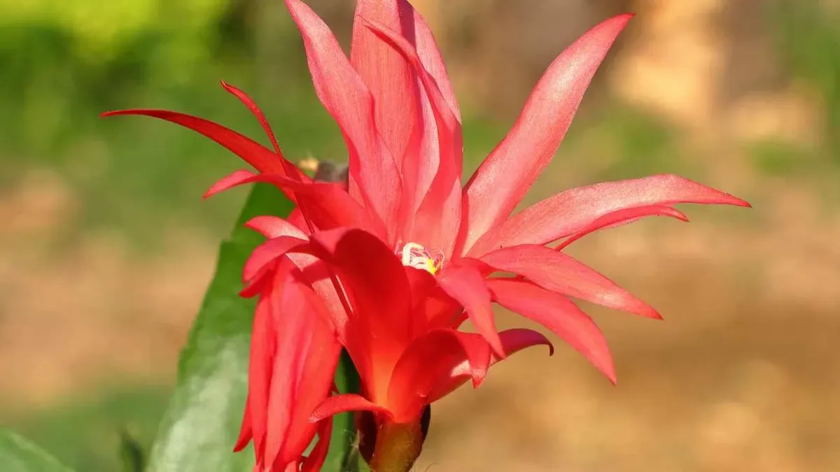 Cactus di Natale: questo errore con l'acqua può compromettere i boccioli