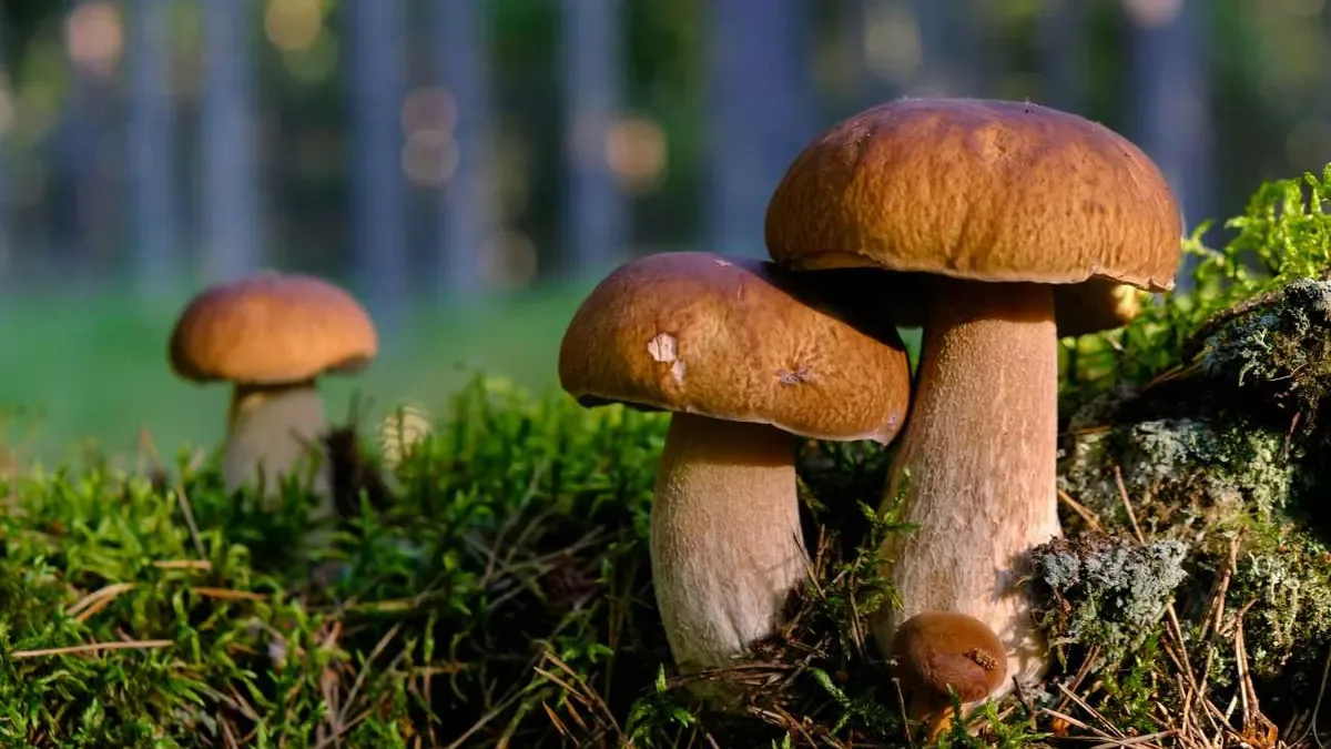 Come coltivare funghi: ecco il segreto dell’esperto