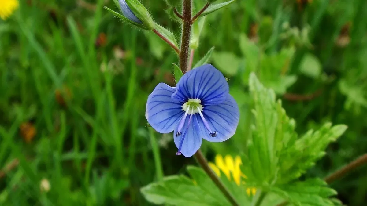 Viola cornuta in vaso a ottobre: dove metterla per favorire la fioritura