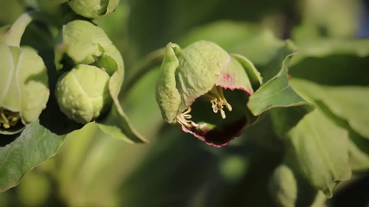 Elleboro, piantalo in autunno: ecco dove metterlo per favorire la fioritura invernale