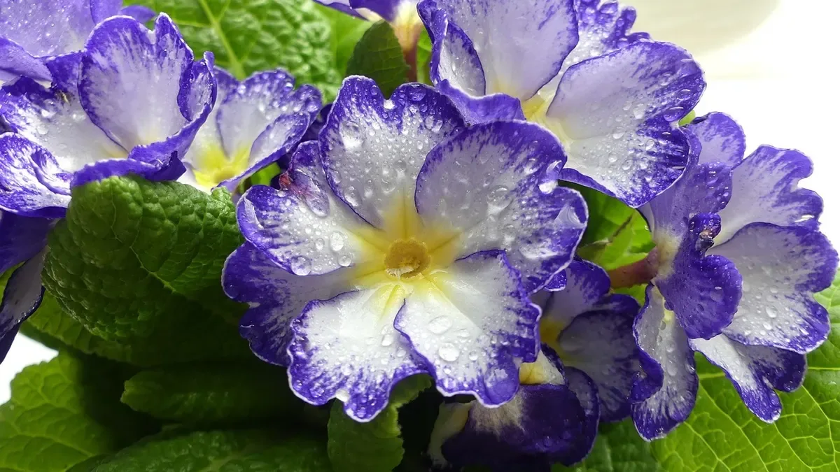 Viole del pensiero con foglie gialle in autunno: quando preoccuparsi?