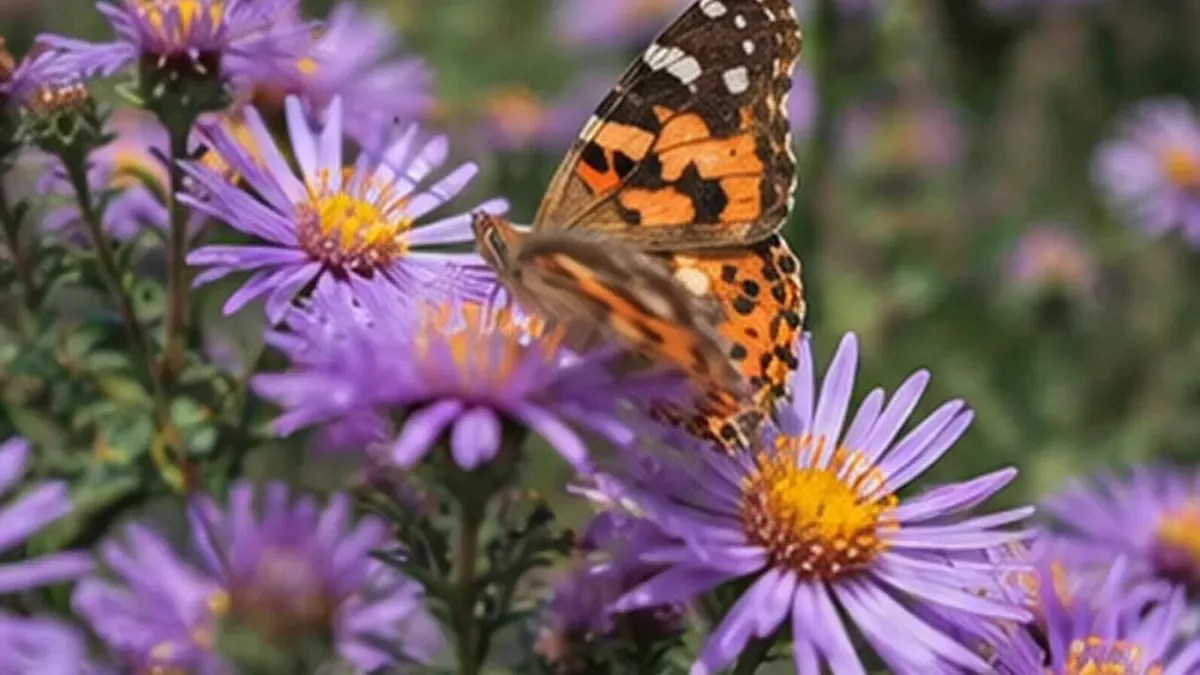 Aster, il fiore che colora il giardino in autunno: ecco dove piantarlo per una fioritura spettacolare