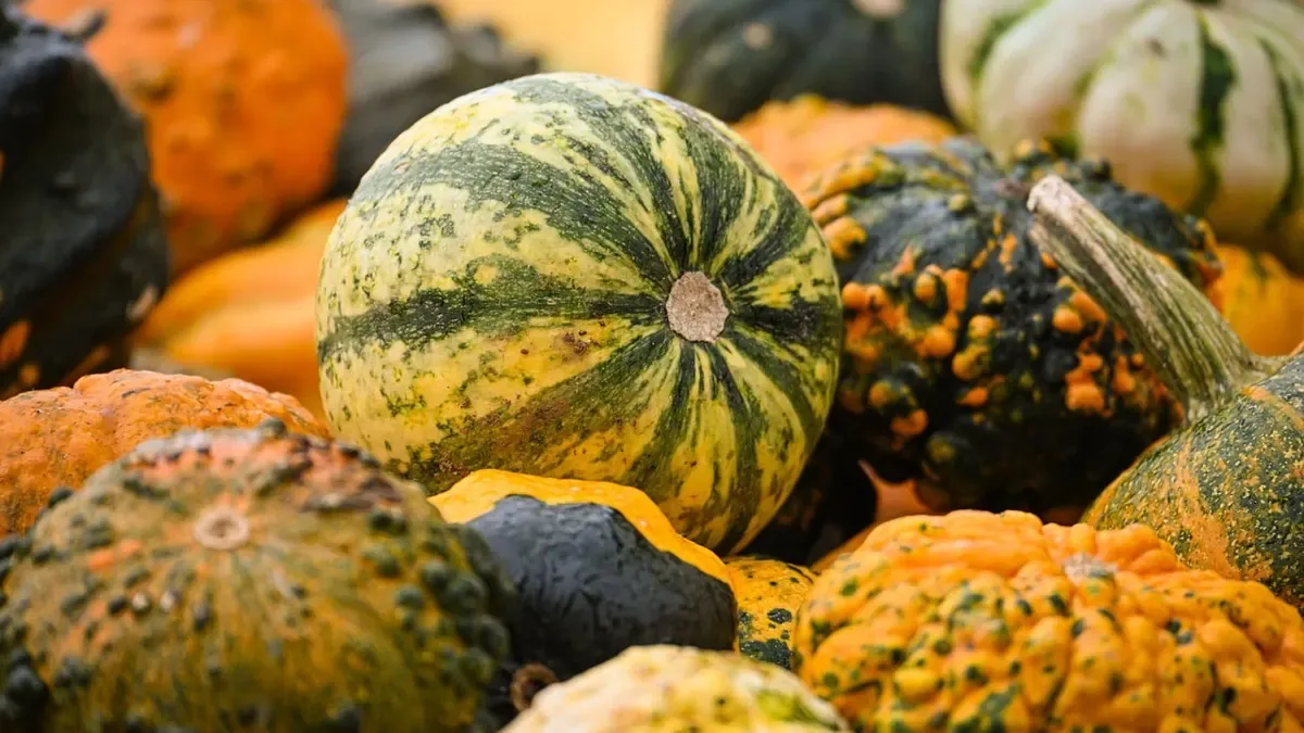 Raccogliere le zucche verdi: ecco cosa può accadere