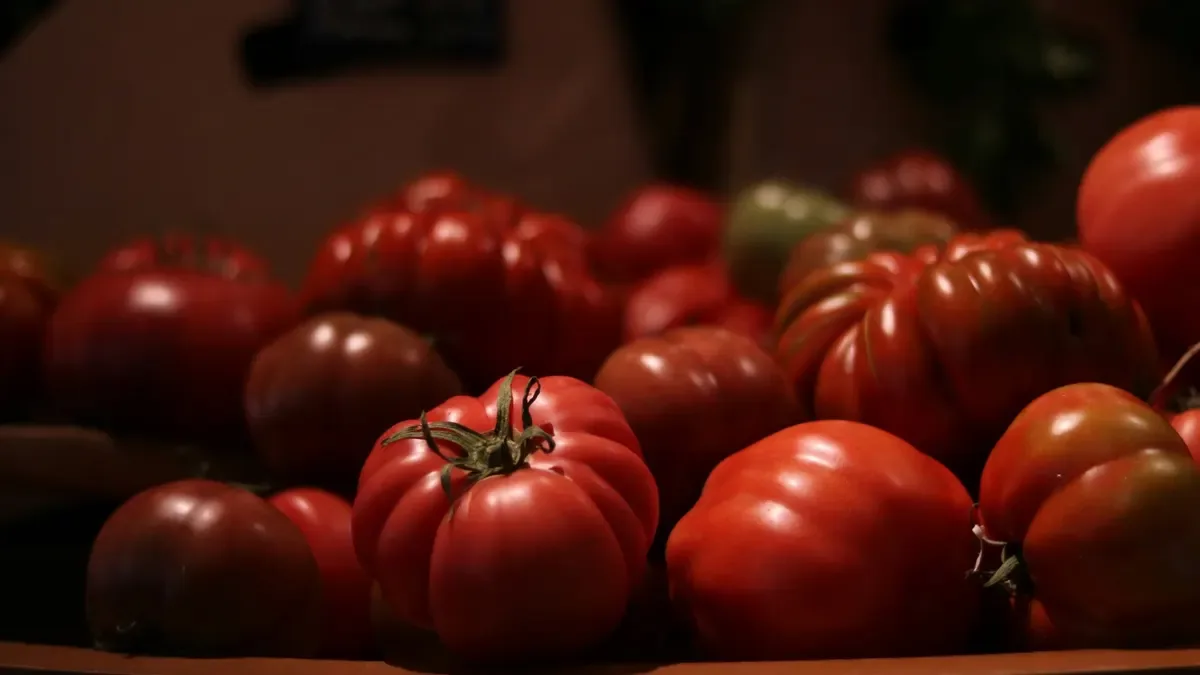 Quando raccogliere i pomodori neri? Ecco come riconoscere il momento giusto