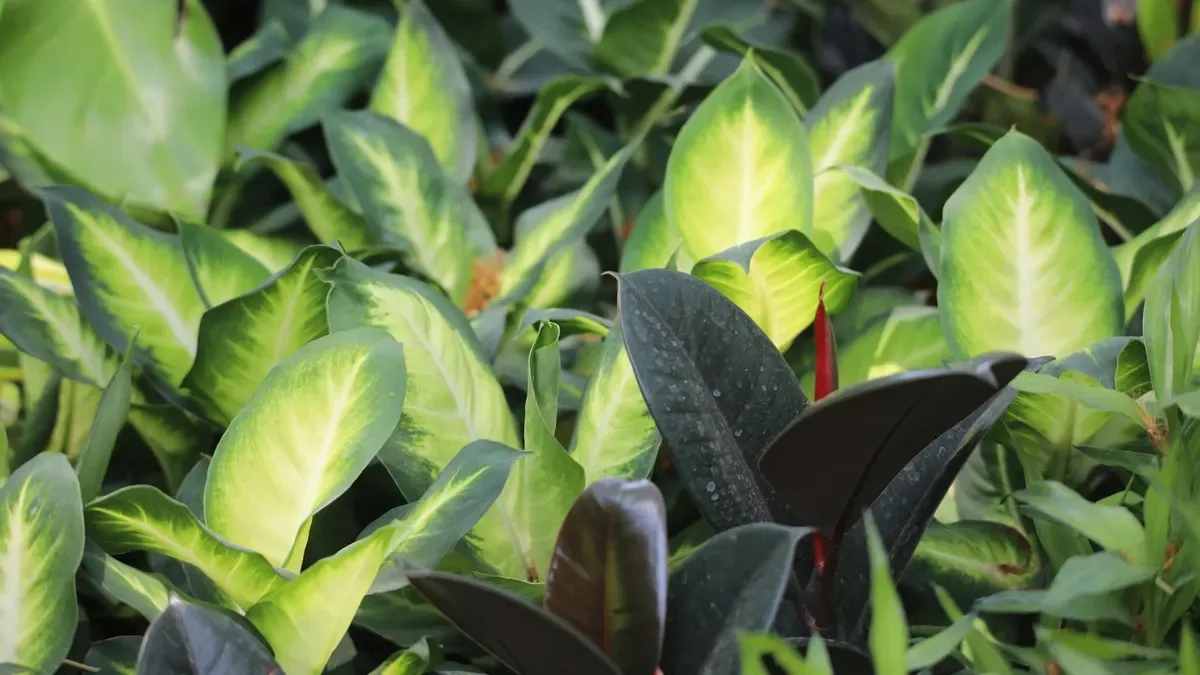Aglaonema in autunno: dove metterla per proteggere le foglie dal freddo