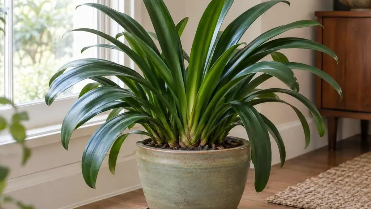 Clivia, dove metterla in autunno: ecco come favorire la prossima fioritura