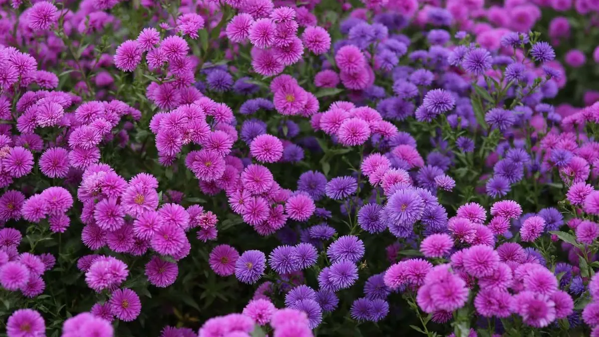 Aster dopo la fioritura: tagliare gli steli oppure lasciarli fino alla primavera?