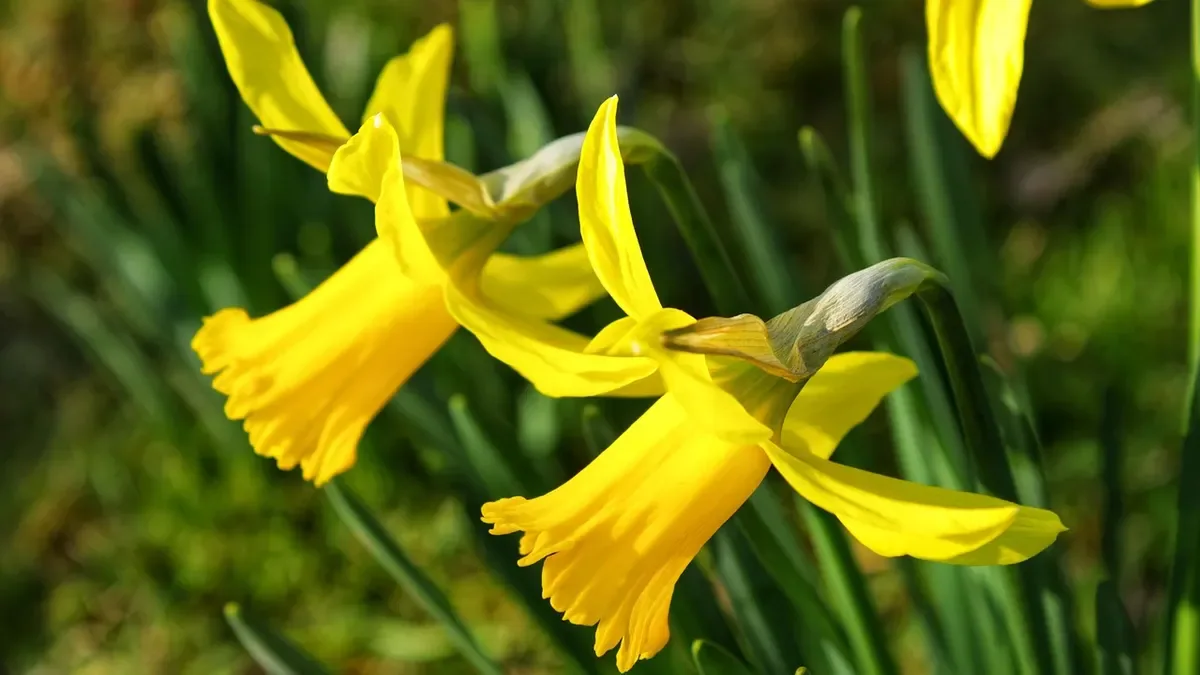 Quando piantare i narcisi? Ecco perché l'autunno è il momento da sfruttare