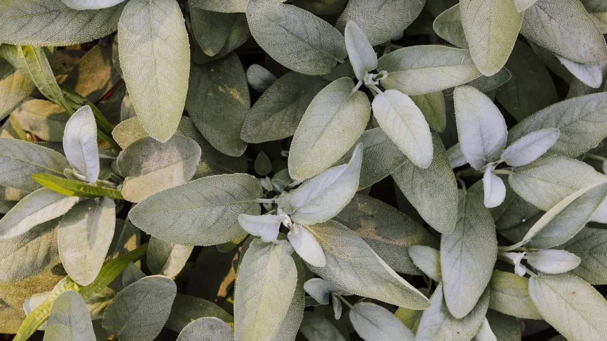La salvia può restare fuori in inverno? Ecco cosa succede con il freddo