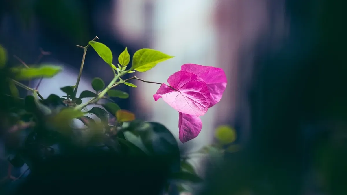 Bougainvillea in autunno: attenzione a questo errore, rischi di danneggiarla con il freddo