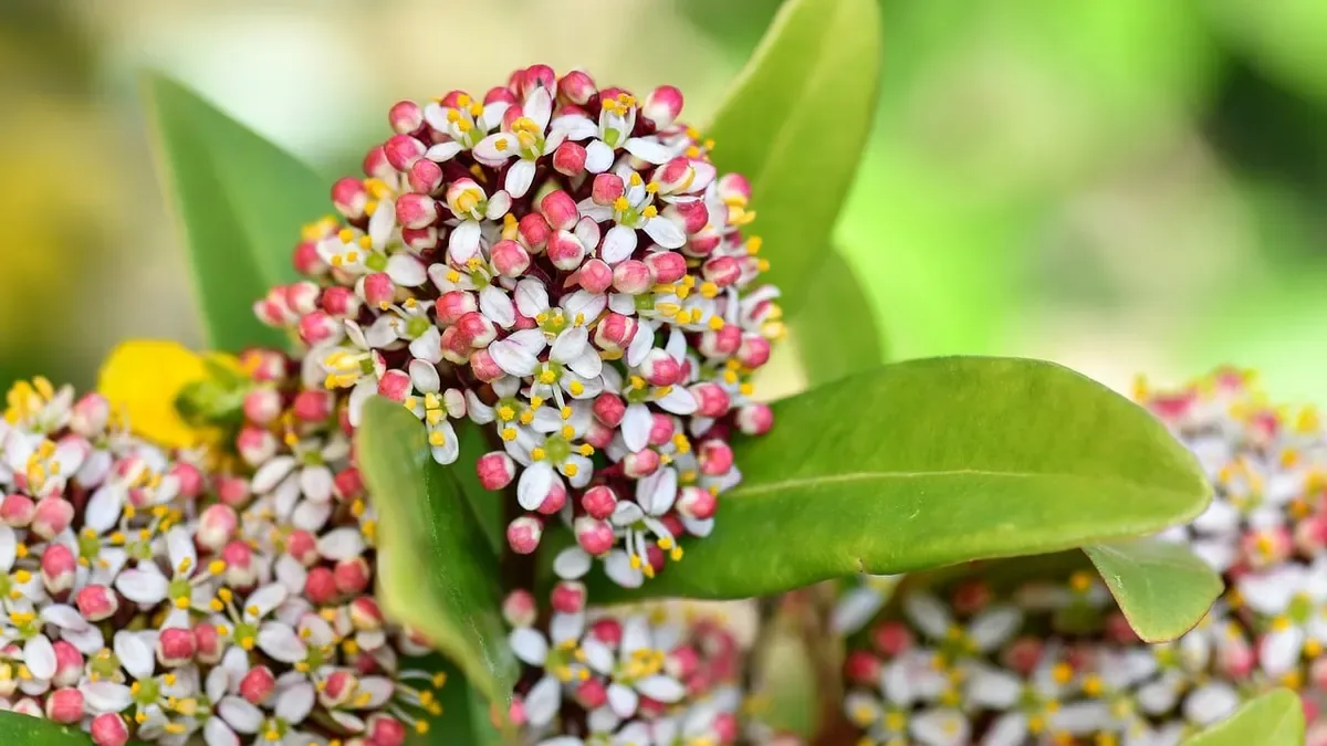 Skimmia in autunno: ecco dove posizionarla per valorizzare i suoi boccioli