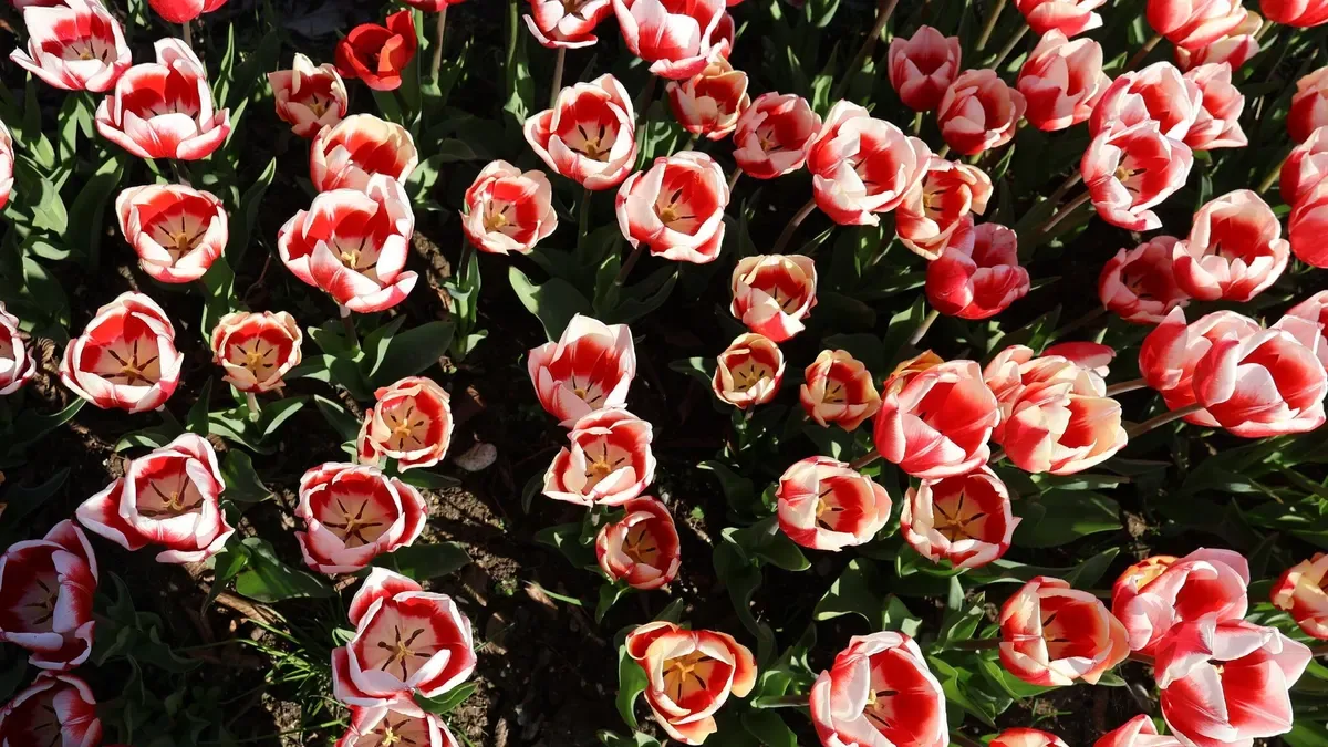 Quando piantare i tulipani in vaso? Ecco il periodo giusto per preparare la fioritura