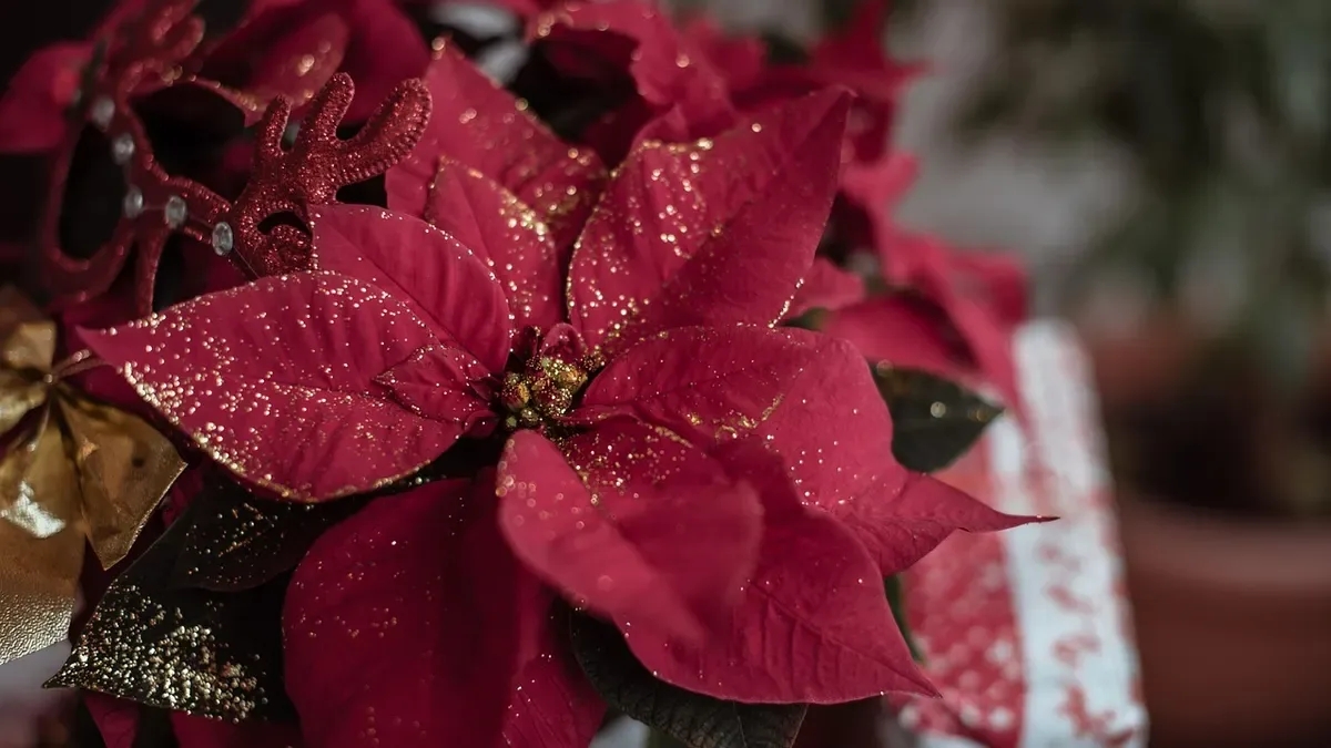 Stella di Natale ancora verde: dove metterla per favorire la colorazione delle brattee