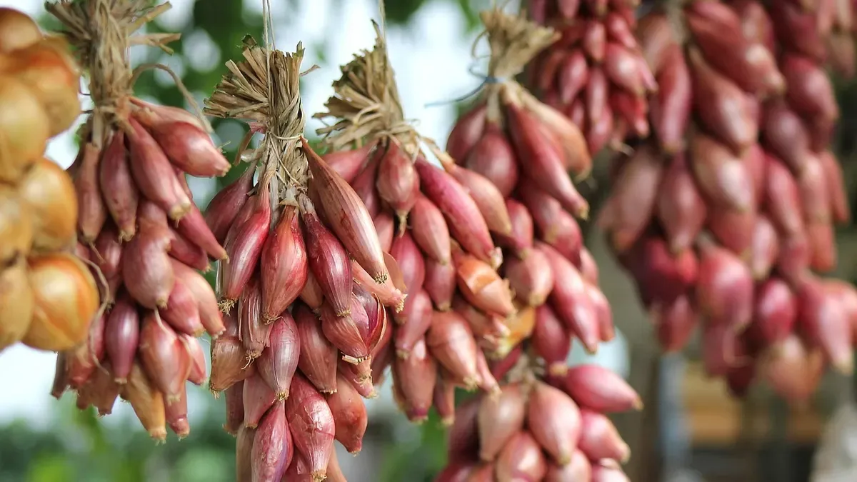 Scalogno: piantarlo in autunno o aspettare la fine dell’inverno?