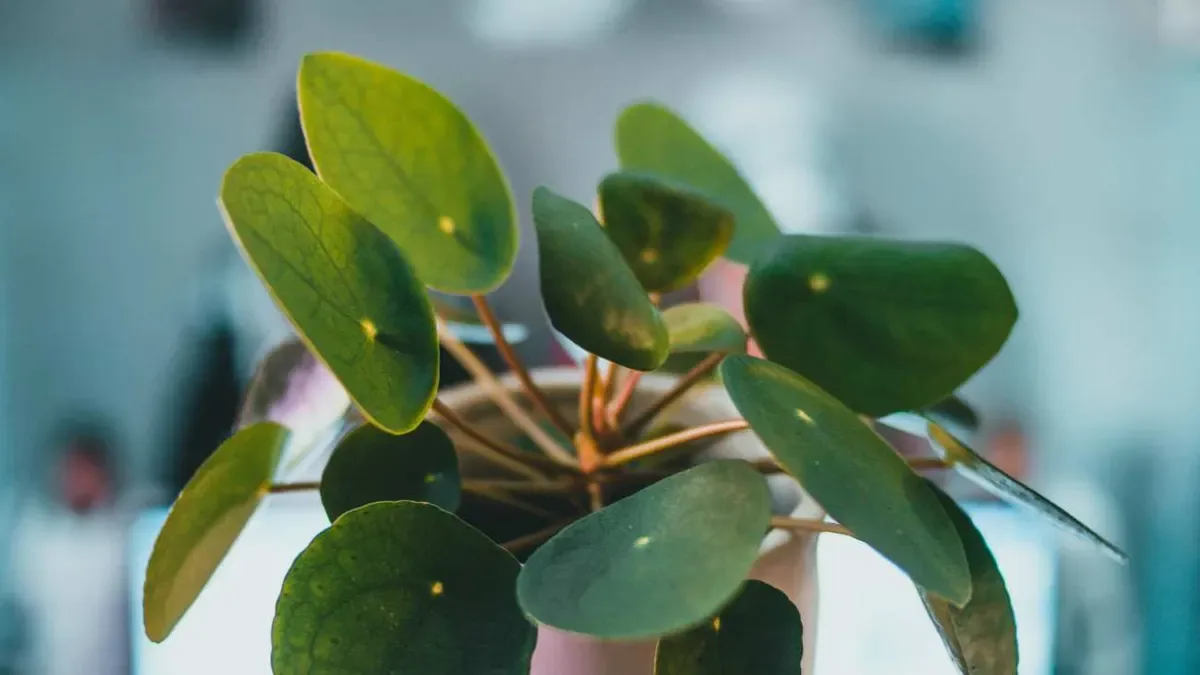 Pilea con foglie che cadono: perché succede e cosa controllare prima di annaffiare