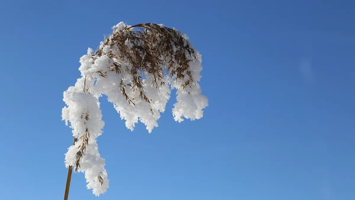 Elleboro, il fiore che resiste al freddo: ecco quando piantarlo per averlo bellissimo in inverno