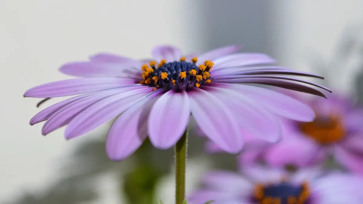 Quando piantare l'aster: ecco cosa devi sapere