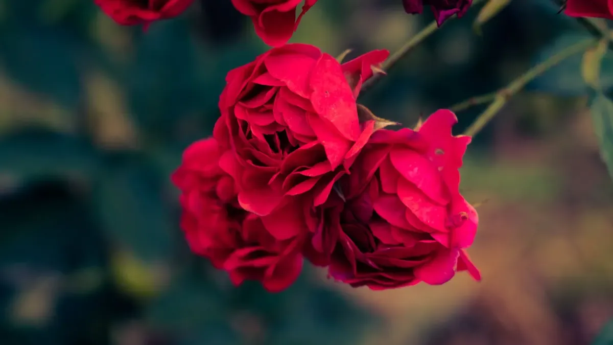 Le rose in inverno perdono le foglie? Ecco la risposta