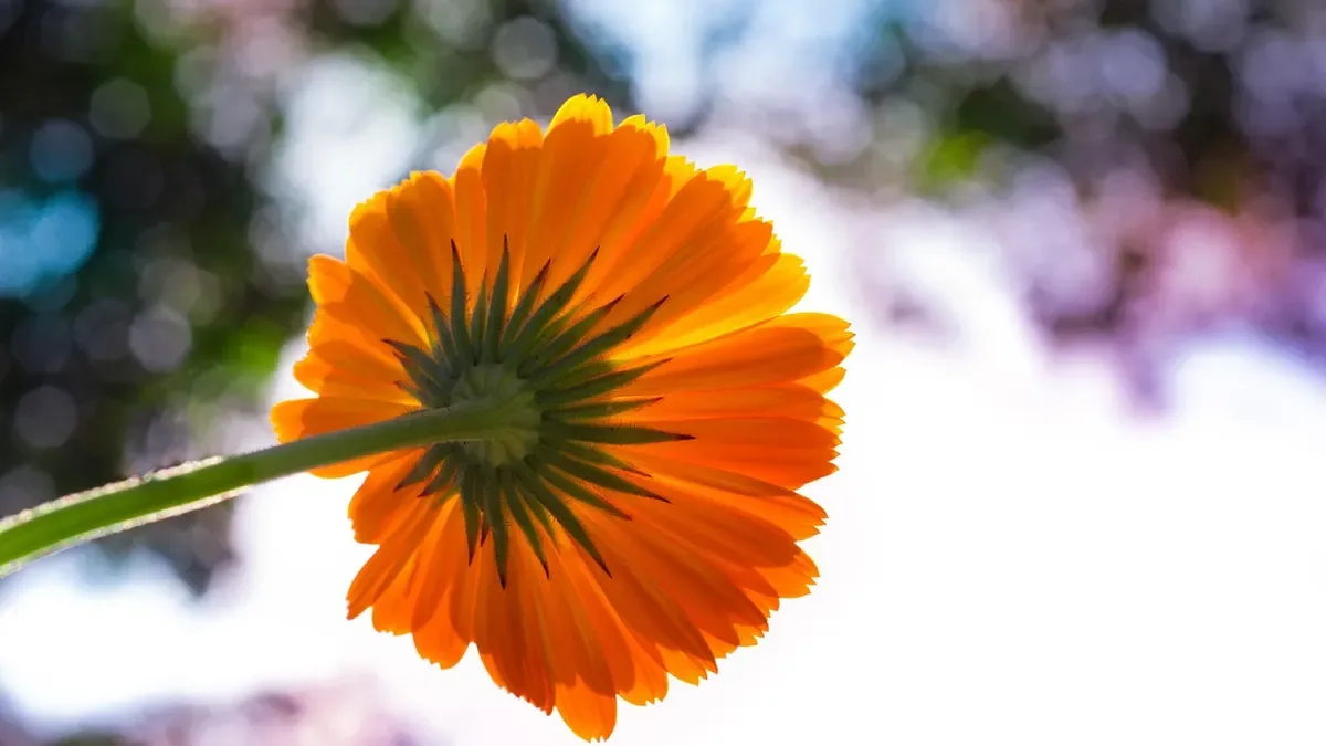Calendula appena piantata in autunno: quanta acqua darle per non far marcire le radici?