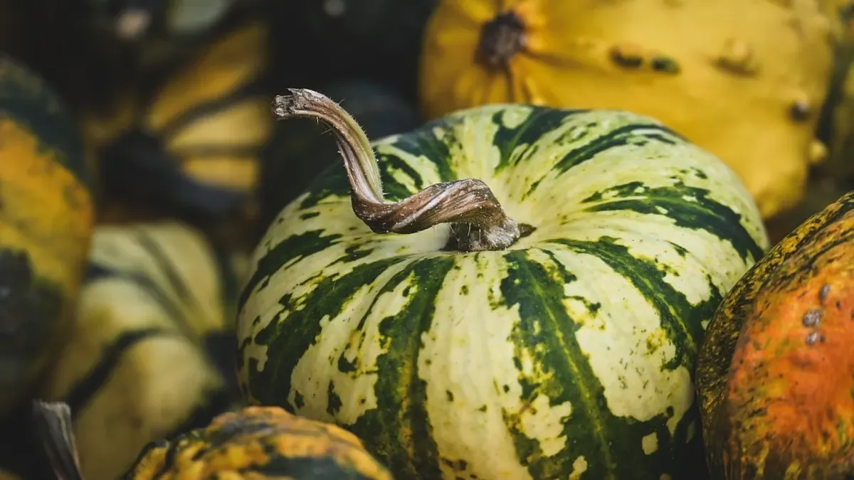 La zucca verde diventa arancione? La risposta sorprende tutti