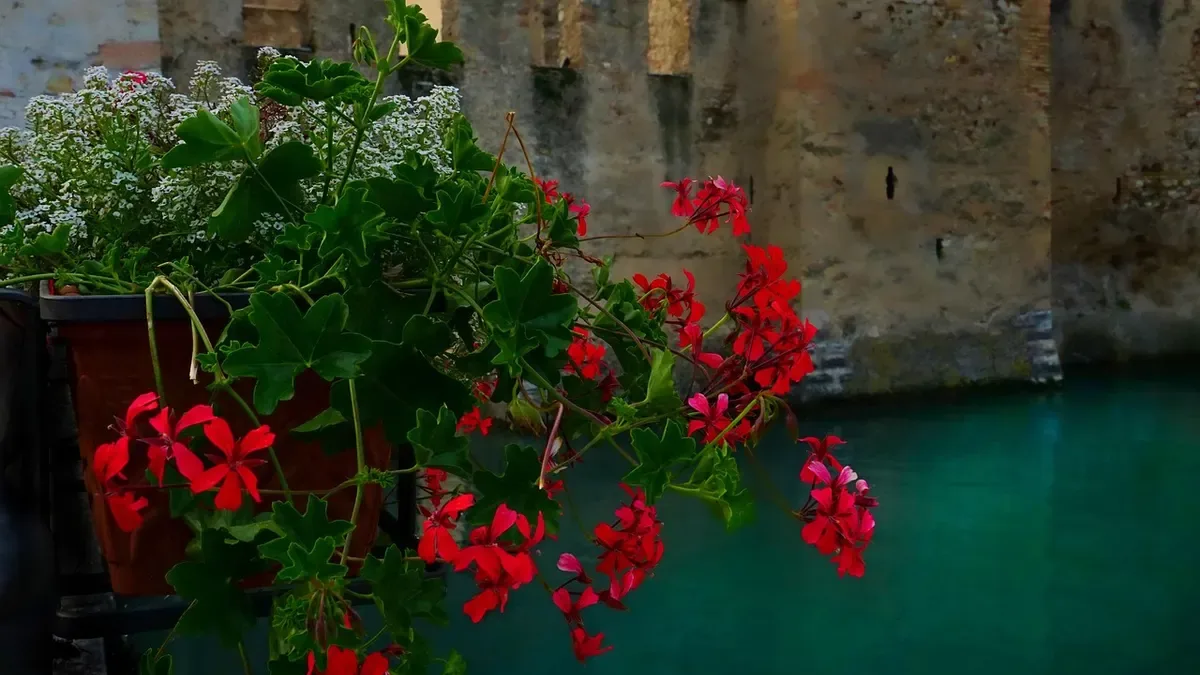 Geranio prima dell'inverno: meglio potarlo o aspettare la primavera?