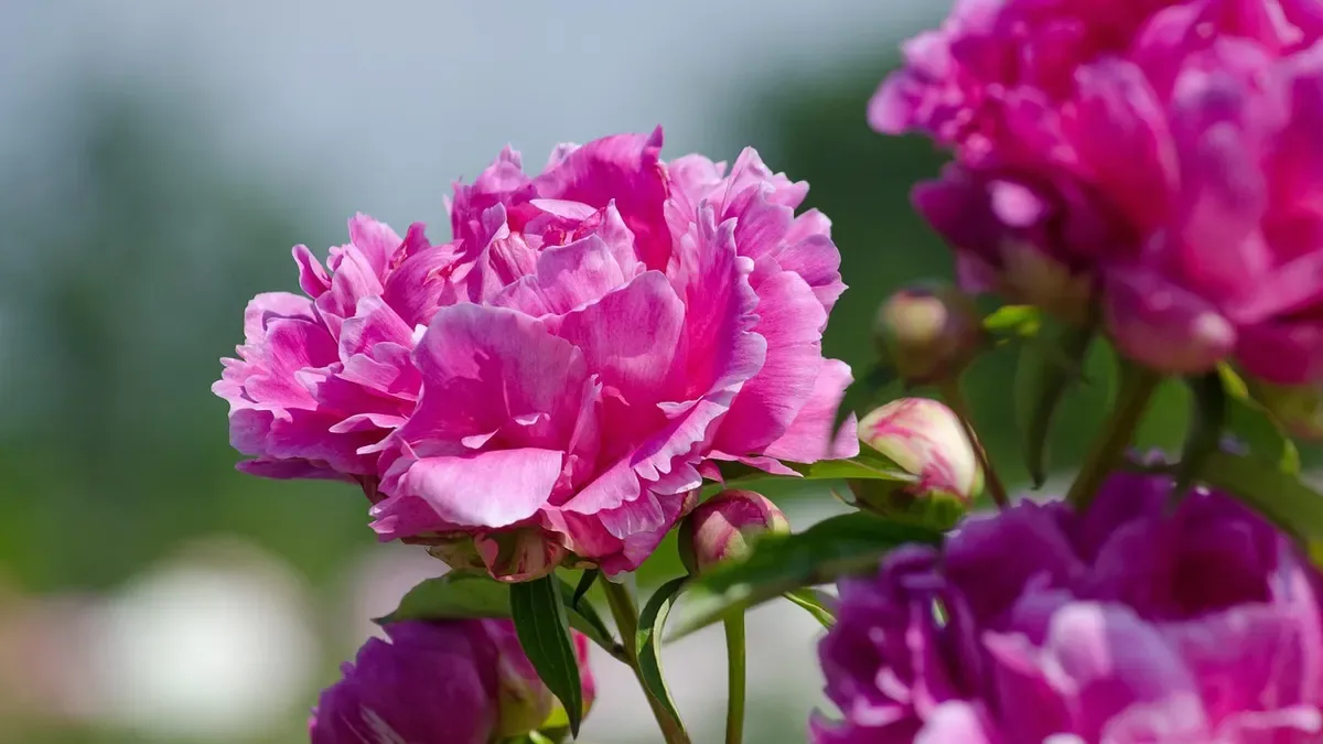 Peonia erbacea in autunno: meglio tagliare gli steli o aspettare che secchino?