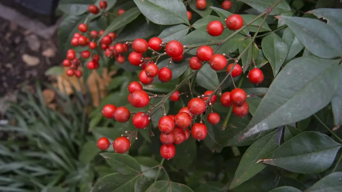 Nandina domestica con poche bacche: perché succede e cosa verificare