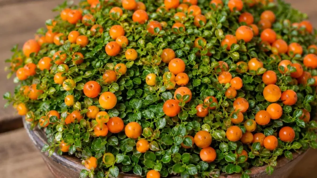 Gaultheria in vaso: le bacche rosse che colorano l'autunno, ecco dove metterla