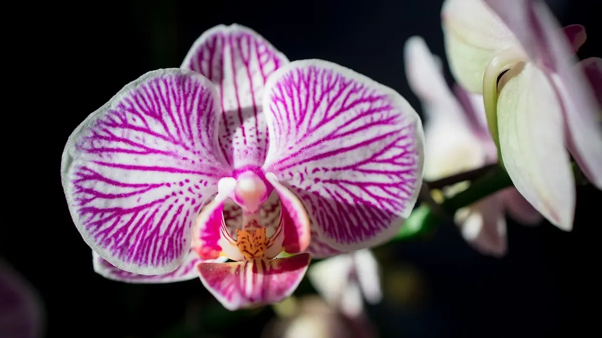 Cymbidium senza fiori: perché succede e cosa verificare prima dell'inverno