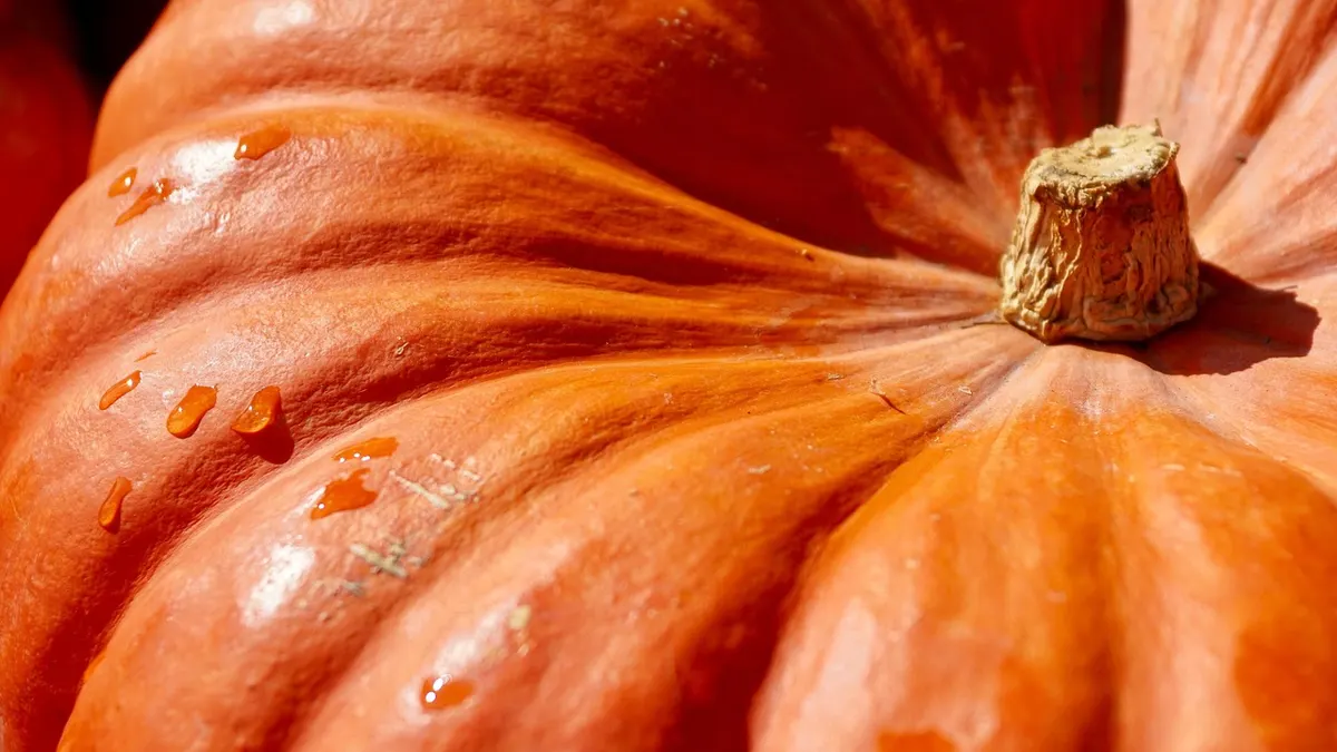Zucche raccolte in autunno: perché lasciarle qualche giorno al sole può fare la differenza