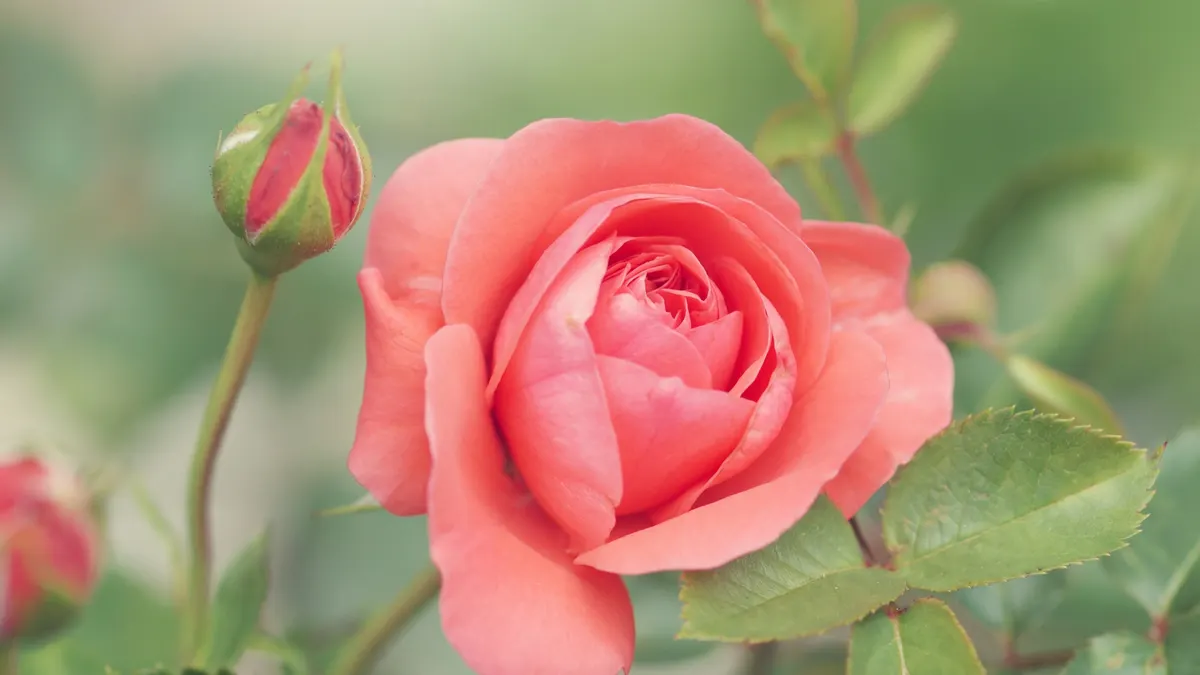Rose prima dell’inverno: tagliare i rami lunghi in ottobre è davvero una buona idea?